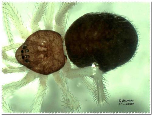 Réf. 69 801 : Neottiura bimaculata
