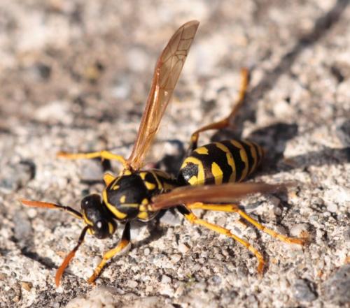 Polistes dominula