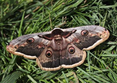 Réf. 69 538 : Saturnia pyri