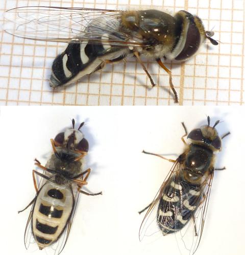 Réf. 69 641 : Scaeva pyrastri
