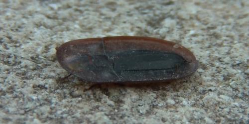 Cossyphus sp.