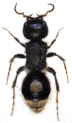 Réf. 69 265 : Sigilla dorsata