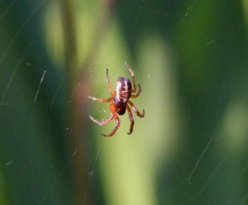 Réf. 69 453 : Singa sp.