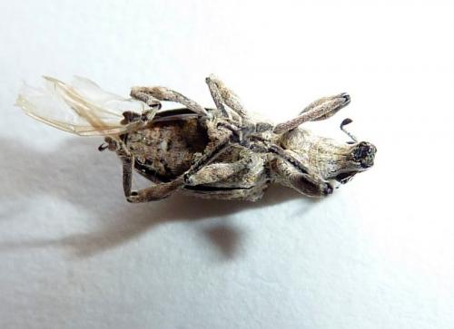 Charagmus gressorius