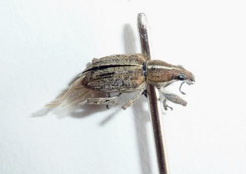 Réf. 69 231 : Charagmus gressorius