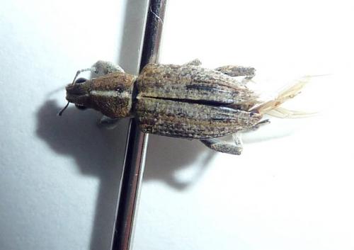 Charagmus gressorius