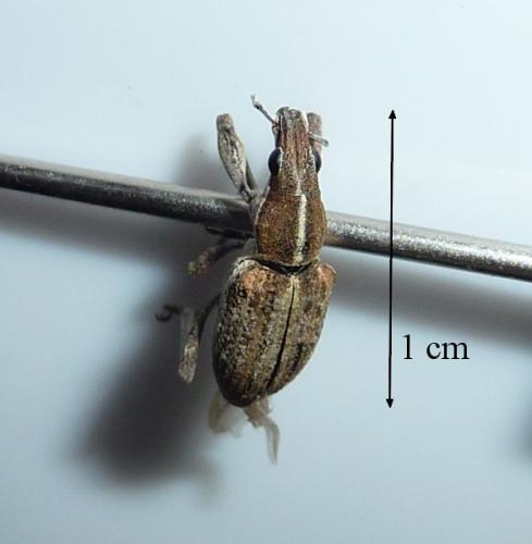 Réf. 69 232 : Charagmus gressorius