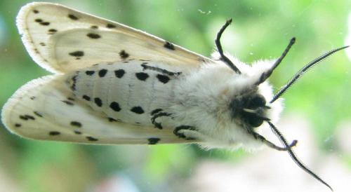 Réf. 69 057 : Spilosoma lubricipeda