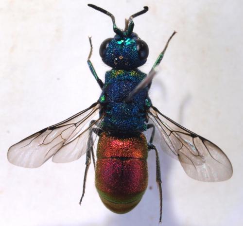 Pseudochrysis neglecta