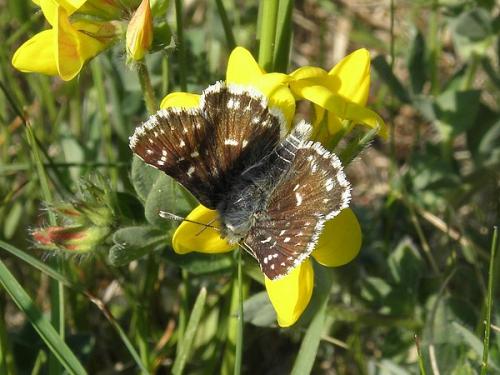 Réf. 69 279 : Spialia sertorius