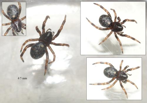 Asagena phalerata