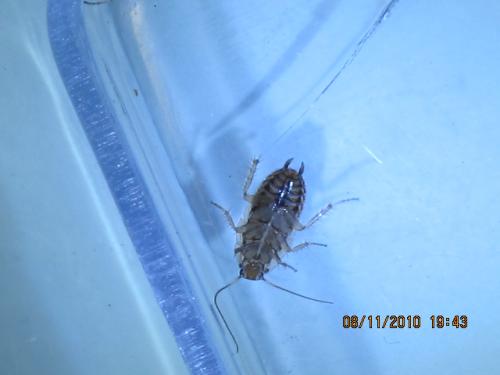 Ectobius pallidus