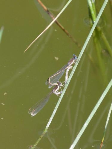Réf. 69 248 : Sympecma fusca