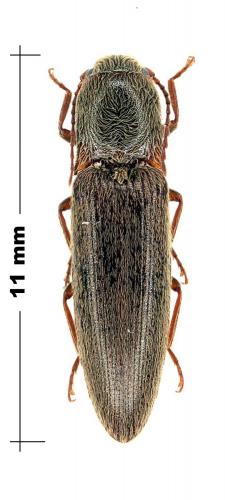 Réf. 69 149 : Synaptus filiformis