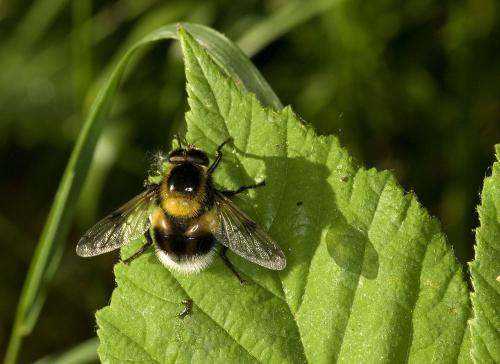 Volucella bombylans
