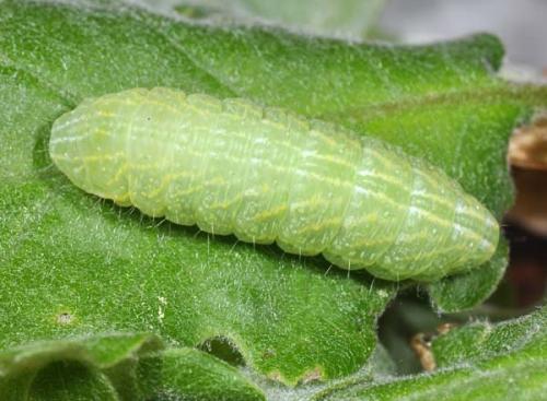 Bena bicolorana