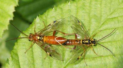 Réf. 69 438 : Tenthredopsis sp.