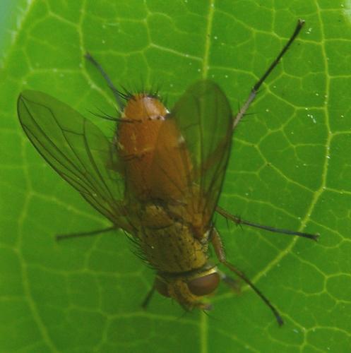 Leskia aurea