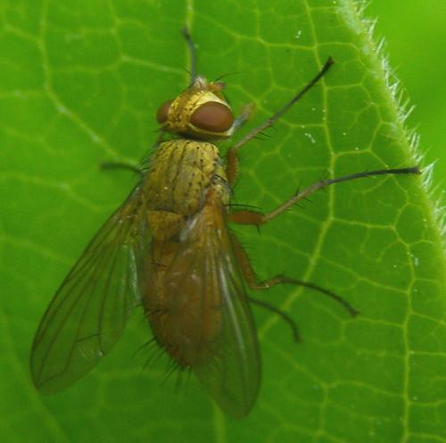 Leskia aurea