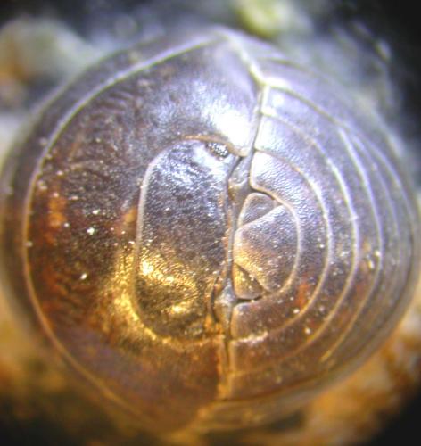 Armadillidium vulgare