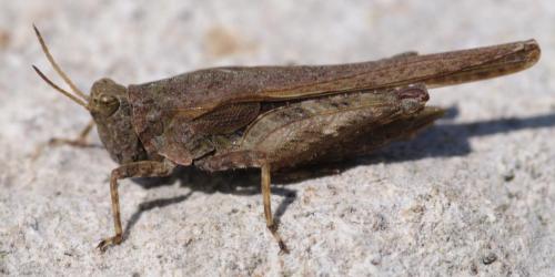 Réf. 69 569 : Tetrix subulata