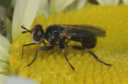 Réf. 69 357 : Thecophora atra