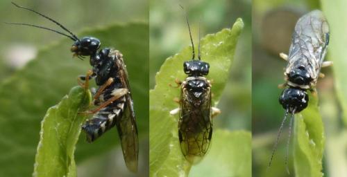 Neurotoma nemoralis