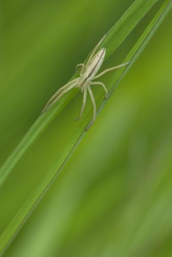 Réf. 69 055 : Tibellus sp.
