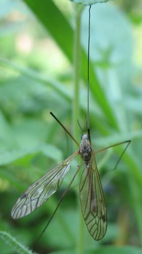 Réf. 69 728 : Tipula pabulina