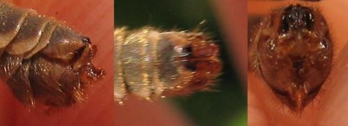 Tipula pabulina