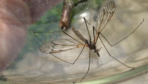 Réf. 69 154 : Tipula varipennis