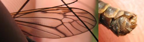 Réf. 69 157 : Tipula varipennis
