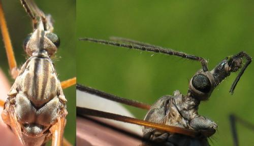 Réf. 69 155 : Tipula varipennis