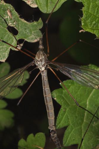 Tipula sp.