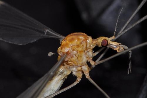 Tipula sp.