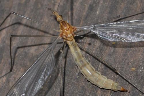 Tipula sp.