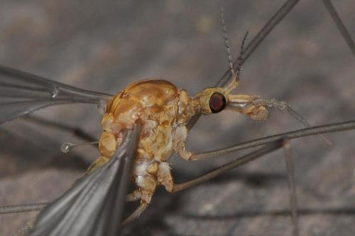 Tipula sp.