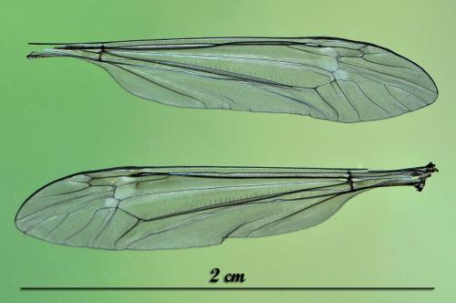 Tipula sp.