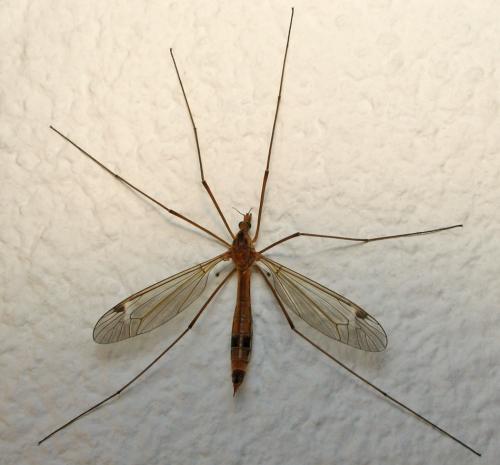 Réf. 69 112 : Tipula lunata