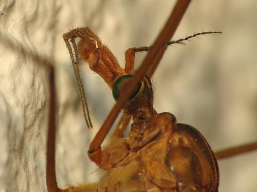 Réf. 69 114 : Tipula lunata