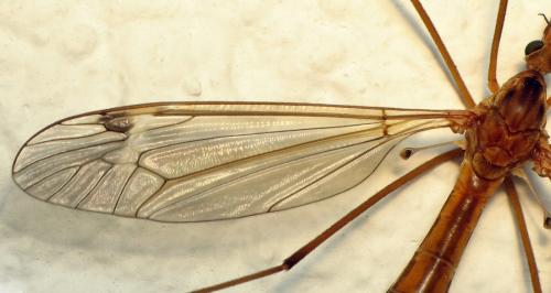 Tipula lunata