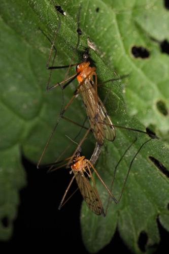 Réf. 69 790 : Limonia nigropunctata