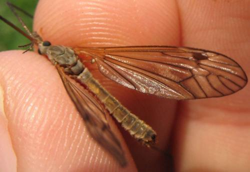 Tipula pabulina