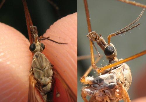 Tipula pabulina