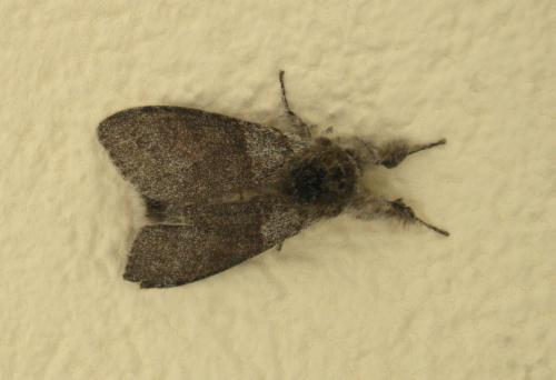 Réf. 69 675 : Calliteara pudibunda