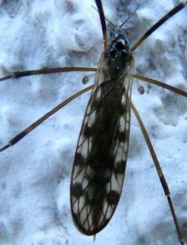 Réf. 69 421 : Limonia maculipennis