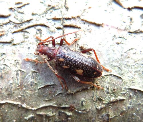 Réf. 69 561 : Xylosteus spinolae