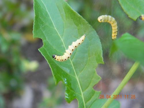 Yponomeuta sp.