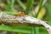 69083 – Photo : Nicolas Alric – France (12)