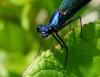 Calopteryx splendens
